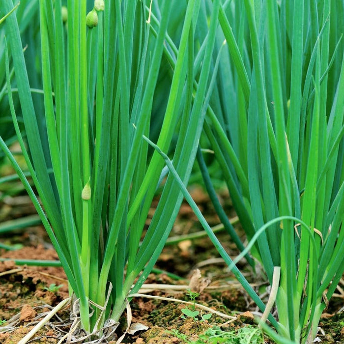 Four Seasons Shallots Seeds