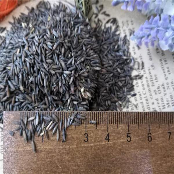 Limonium Sinuatum Seeds