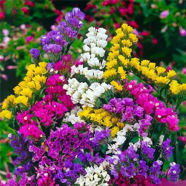 Limonium Sinuatum Seeds