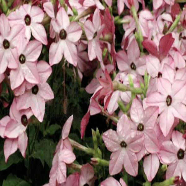 Nicotiana Alata Seeds