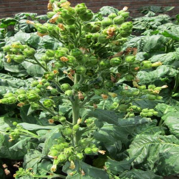 Nicotiana Alata Seeds