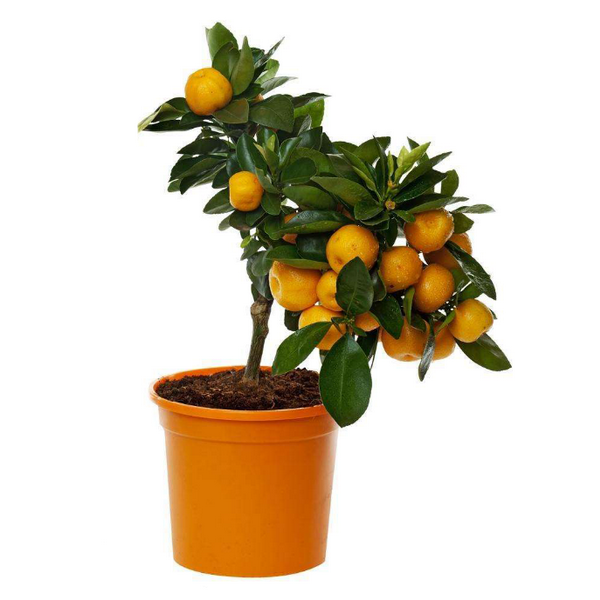 Valencia Orange Tree Seeds