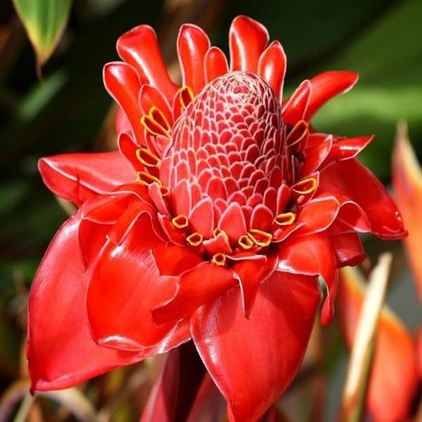 Torch Ginger Flower Seeds