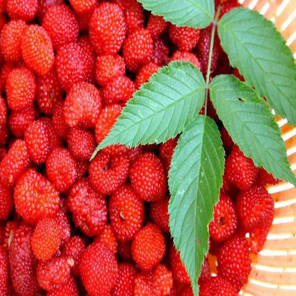 Wild Strawberry Seeds