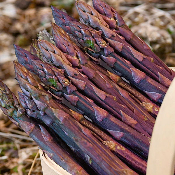 Purple Passion Seeds