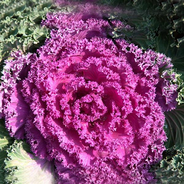 Purple Kale Seeds