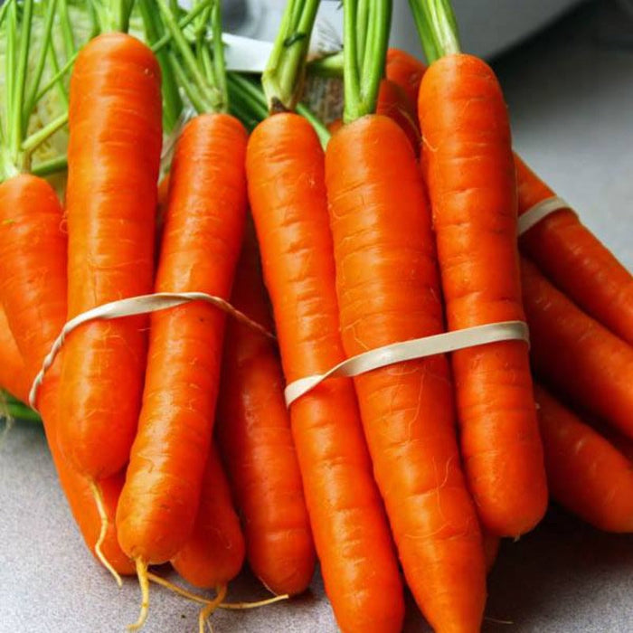 Carrot Seeds