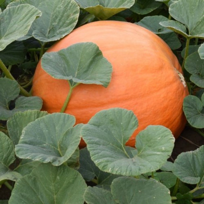 Fresh Giant Pumpkin Seeds