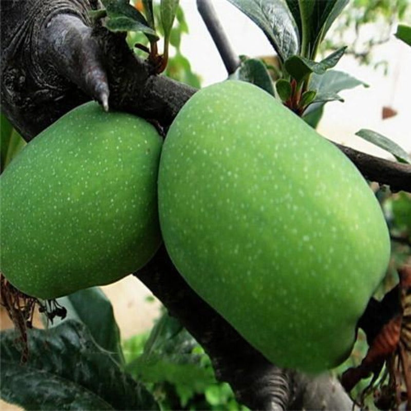 Green Papaya Seeds American Seed Store   Fruit Papaya Seeds 30 Pcs Yellow Gold Papaya Heirloom Seeds Delicious Fruit Unique Very RARE E5a7dfe4 3168 4bab 976d 59a907bd2329 1200x1200 