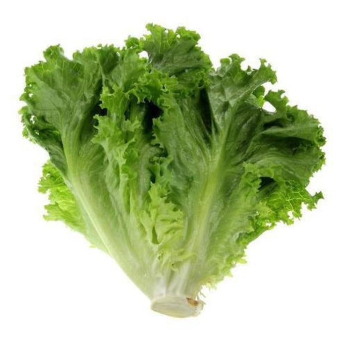 Four Seasons Glass Lettuce Seeds