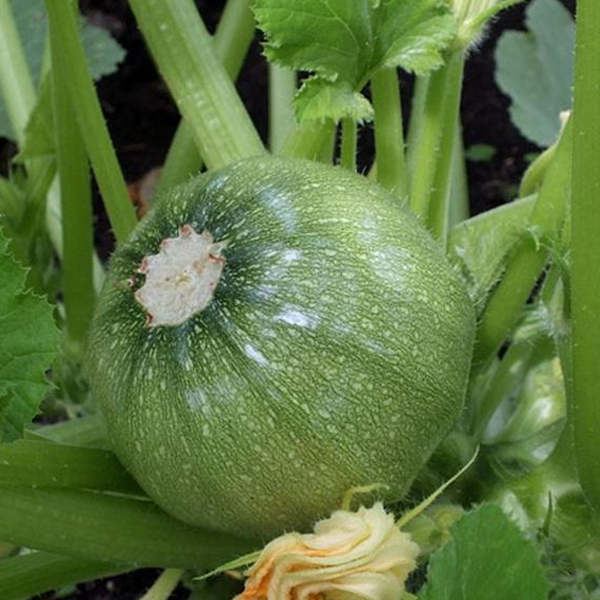 Green Squash Seeds