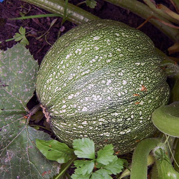 Green Squash Seeds