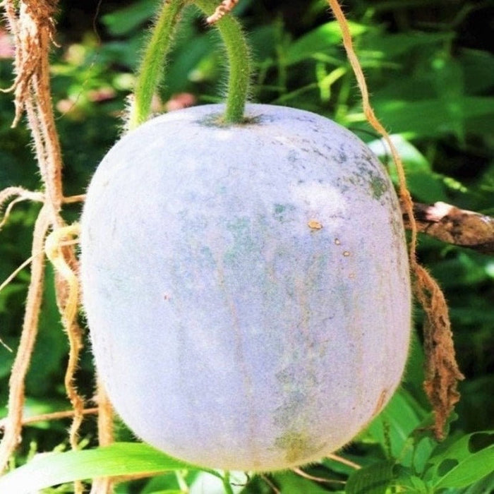 Pink Skin Winter Melon Seeds