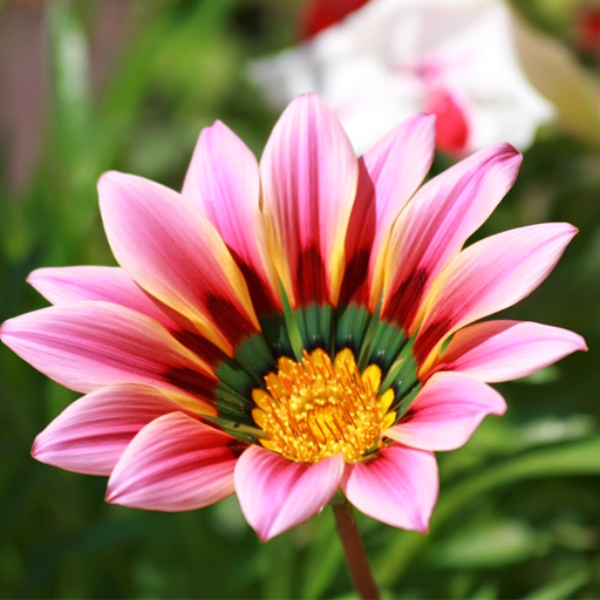 Gazania Tulip Sunflower Seeds