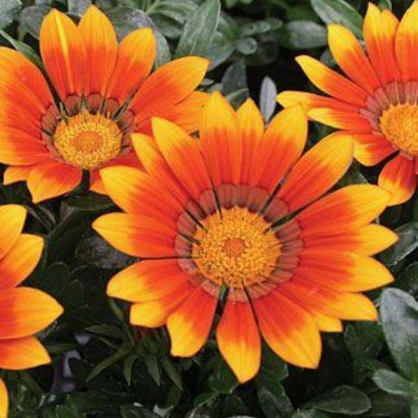 Gazania Tulip Sunflower Seeds