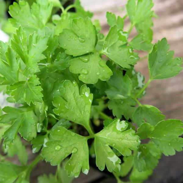 Organic Coriander Seeds