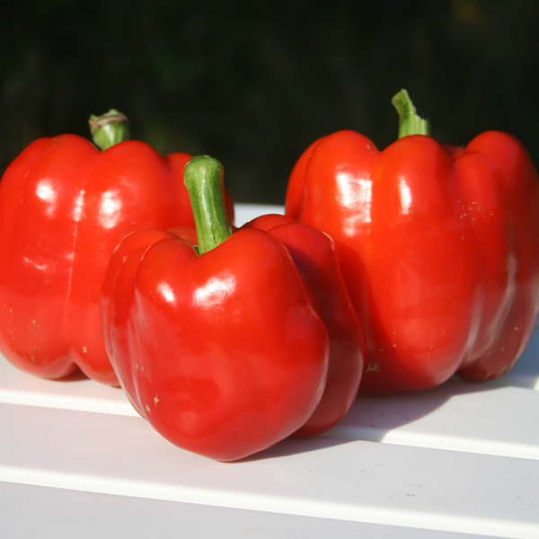 Organic Pepper Seeds