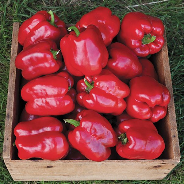 Organic Pepper Seeds