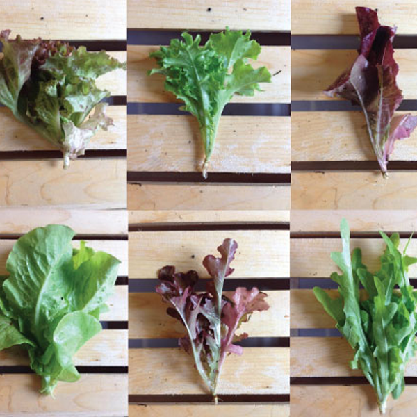 Lettuce Leaf Mix Seeds