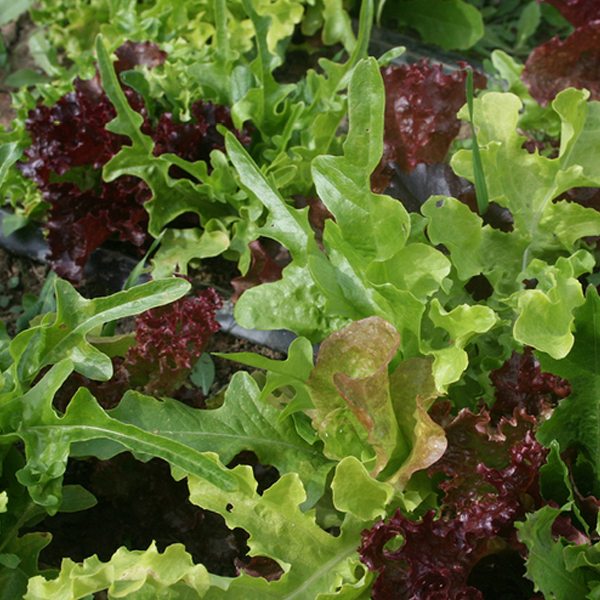 Lettuce Leaf Mix Seeds