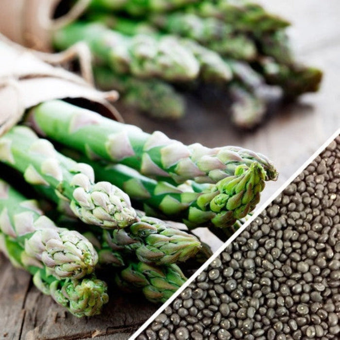 America Asparagus Seeds