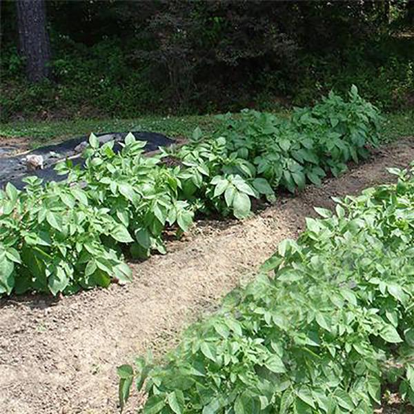 Red Skin Potato Seeds