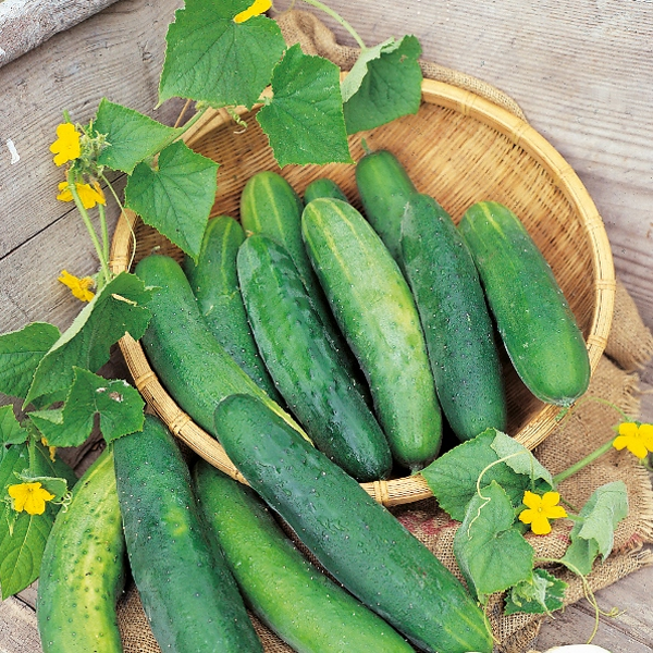 Sassy Cucumber Seeds