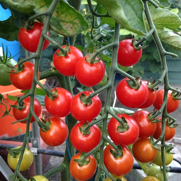 Sweet Cherry Tomato Seeds