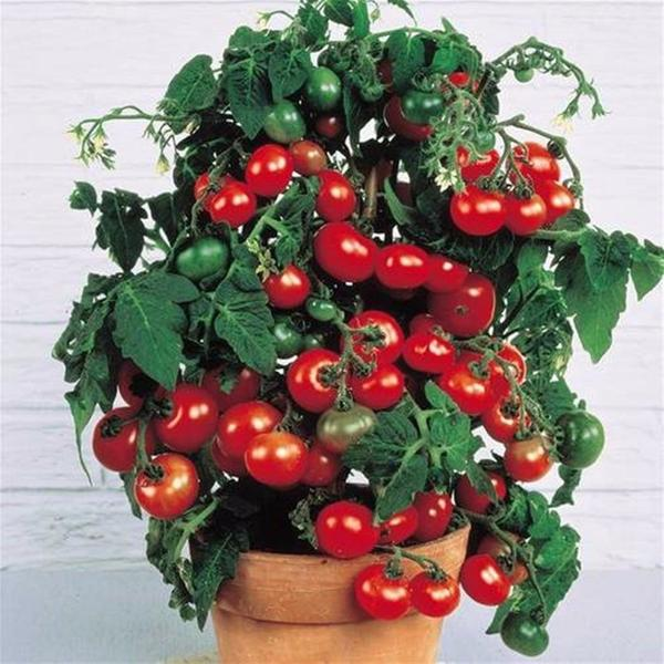 Sweet Cherry Tomato Seeds