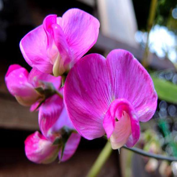 Pea (Lathyrus Odoratus) Flower seeds