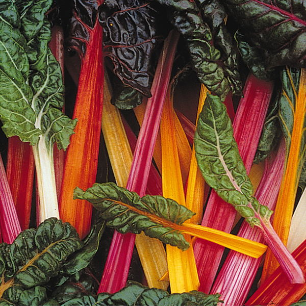 Five Color Swiss Chard Seeds