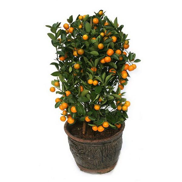 Valencia Orange Tree Seeds