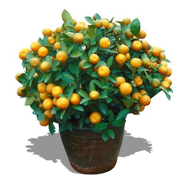 Valencia Orange Tree Seeds